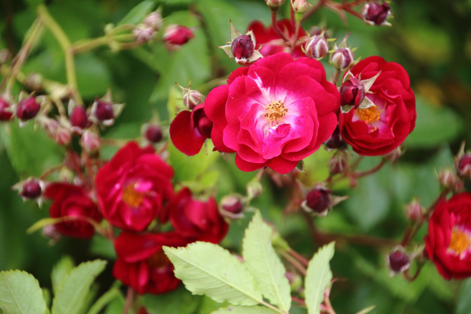 Canon EOS 650D (EOS Rebel T4i / EOS Kiss X6i) sample photo. Pink, red, flower photography
