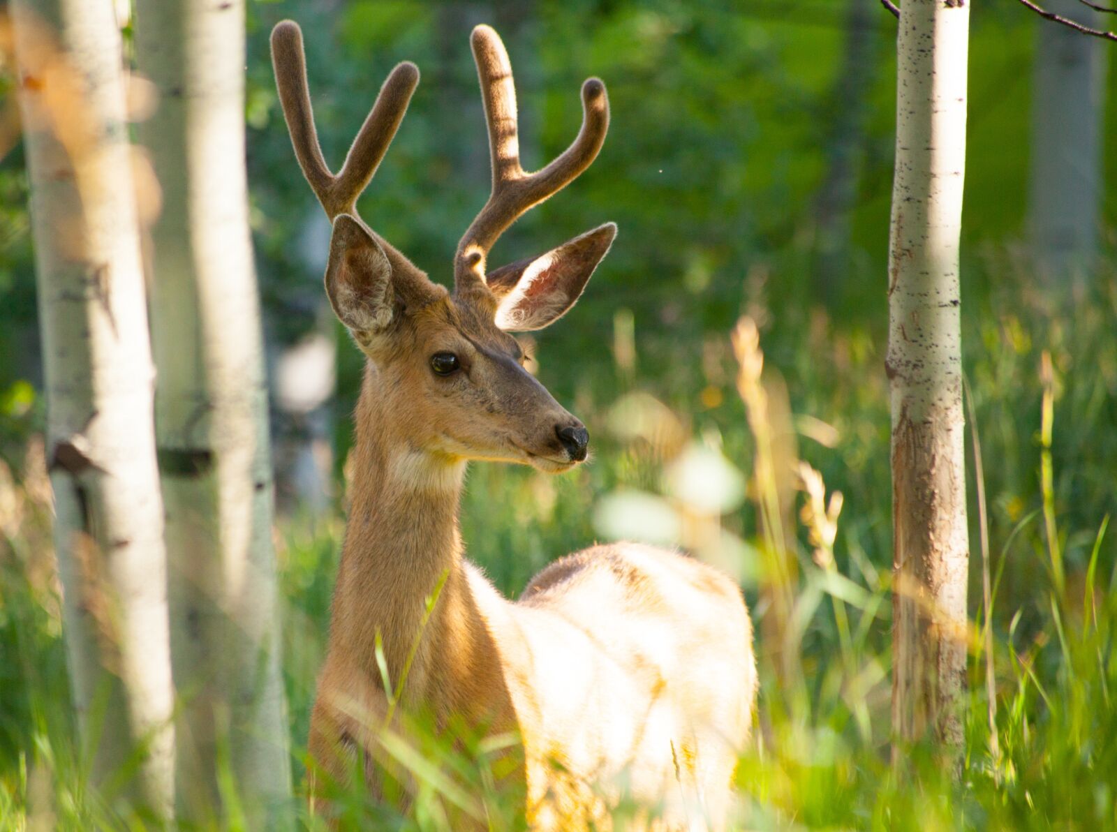 Canon EOS 5D Mark II sample photo. Deer, wildlife, nature photography