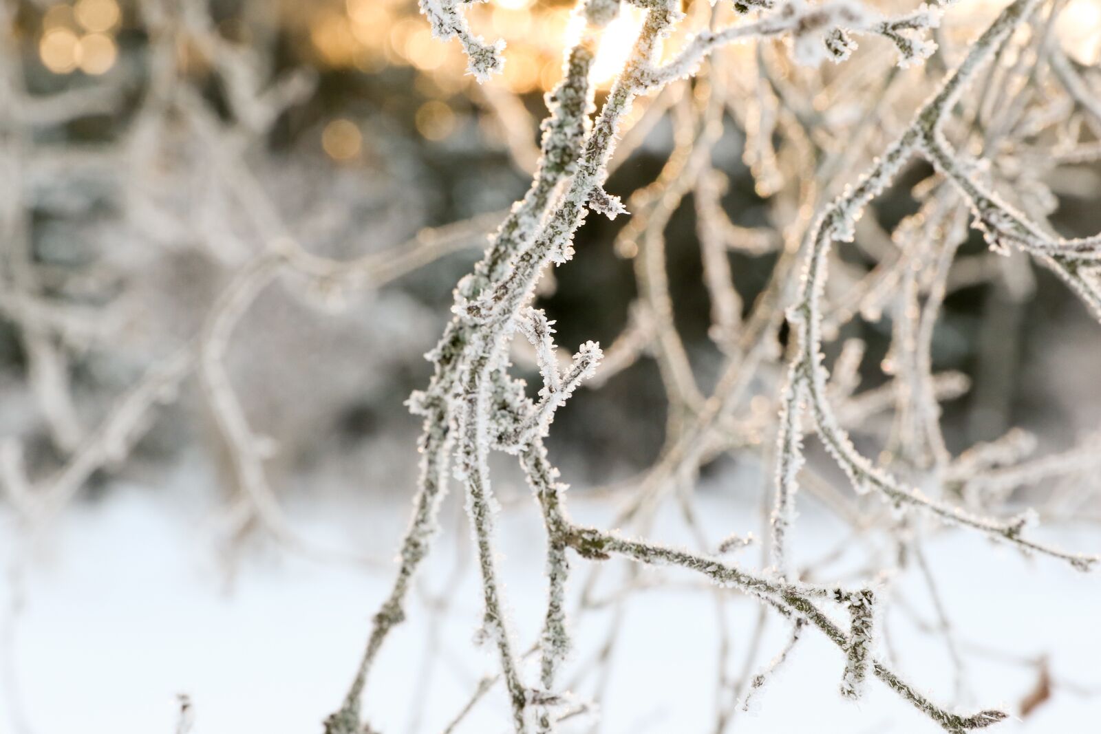 Canon EOS 7D Mark II sample photo. Frost, winter, nature photography