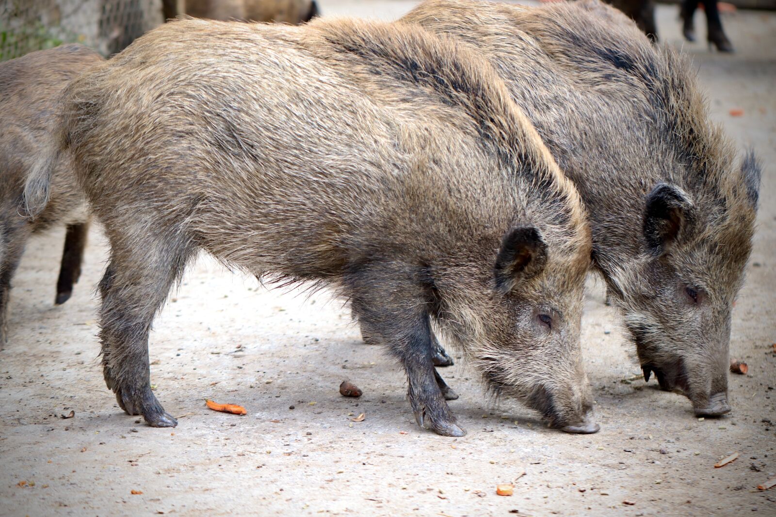Canon EOS 800D (EOS Rebel T7i / EOS Kiss X9i) sample photo. Wild boar, wild boars photography