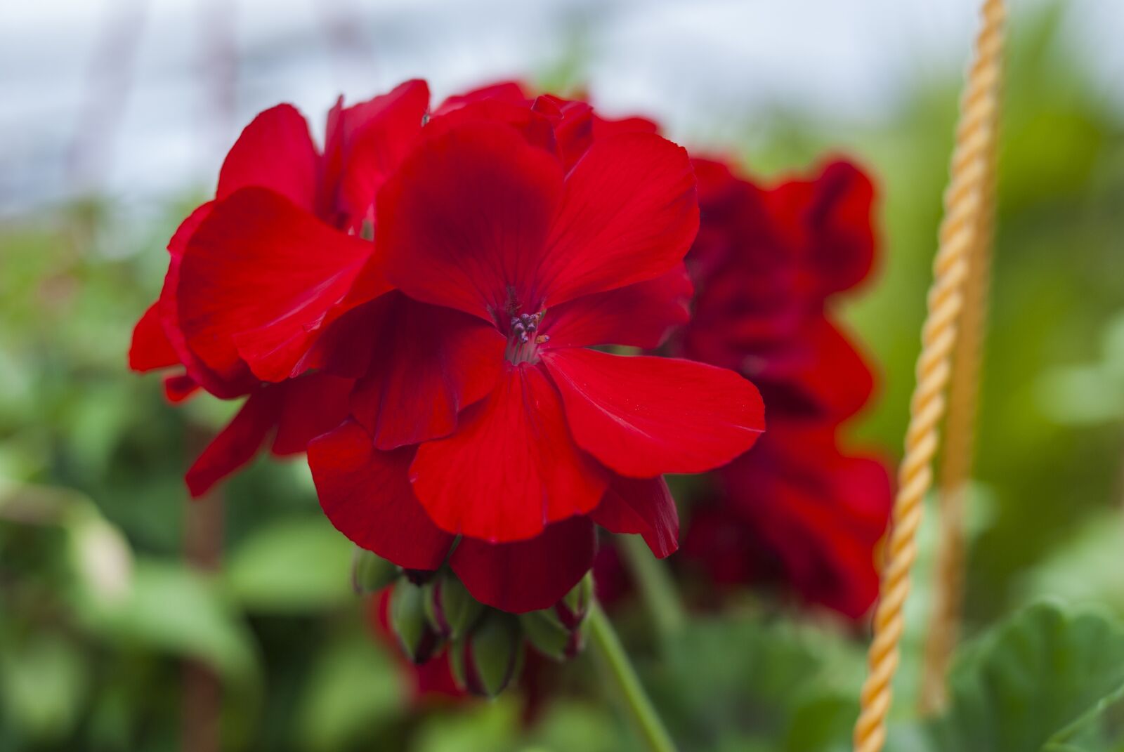 Nikon D60 sample photo. Flower, nature, plant photography