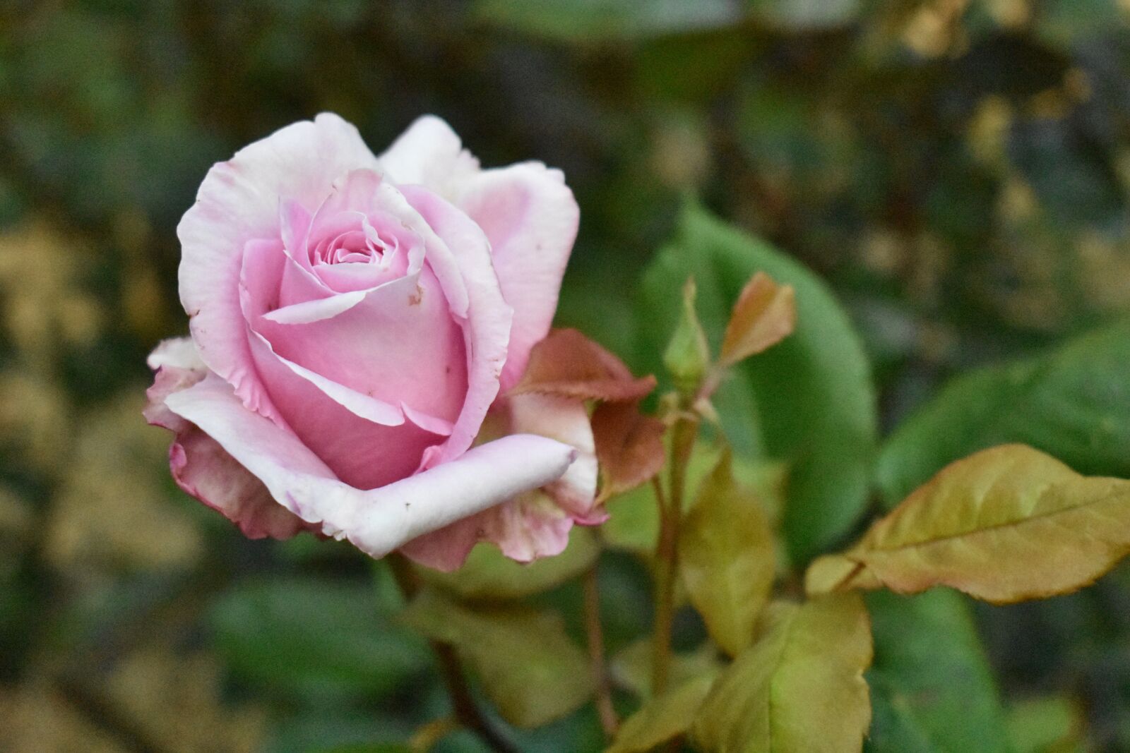 Nikon D3400 sample photo. Pink, rose, flower photography