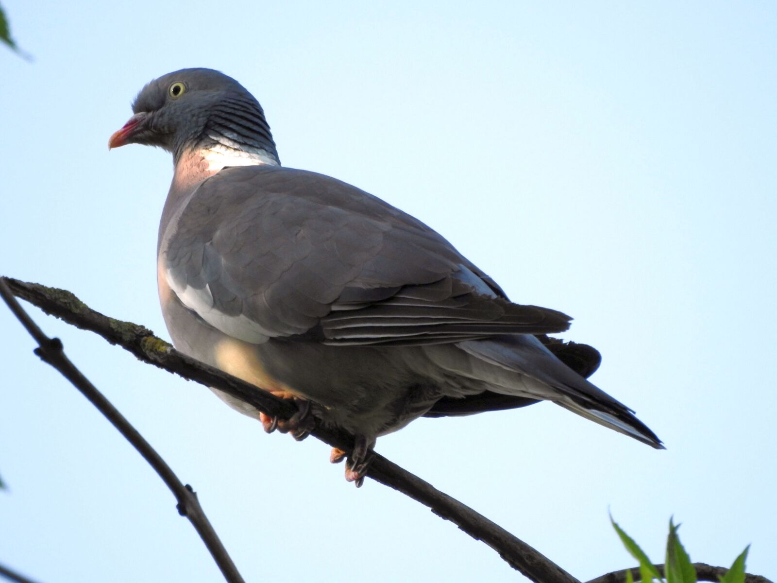 Nikon Coolpix P900 sample photo. Dove, grey, bird photography