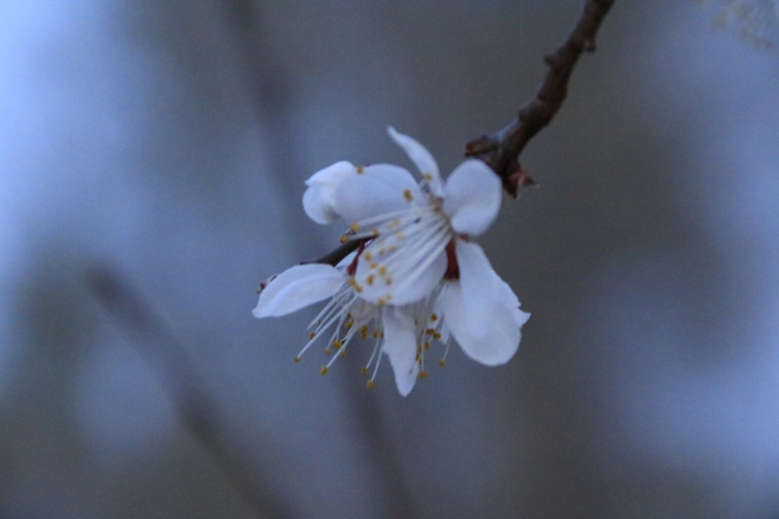 Canon TS-E 90mm F2.8 Tilt-Shift sample photo. Peach blossom, the scenery photography