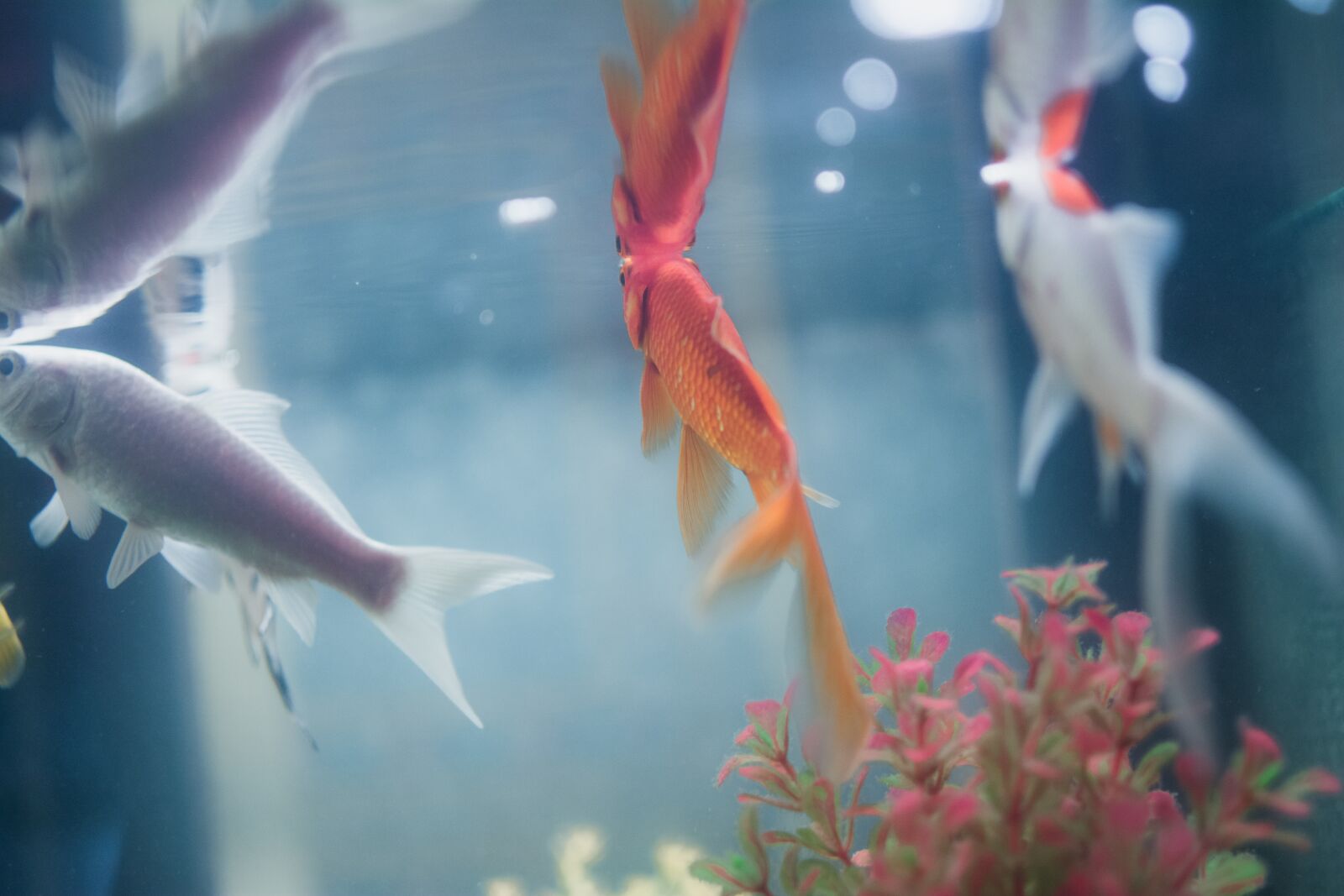 Nikon D7100 sample photo. Fish, aquarium, underwater photography
