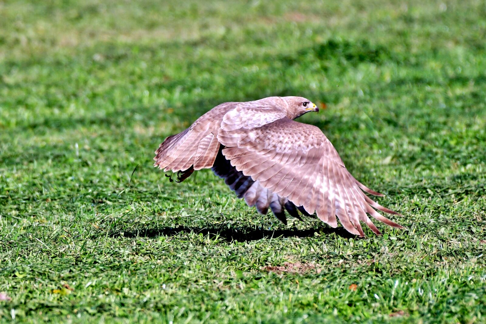 Nikon D500 sample photo. Common buzzard, bird of photography