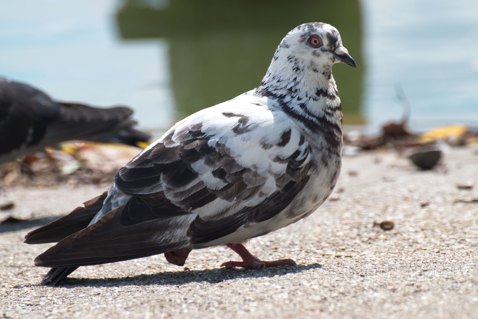 Nikon D5300 sample photo. Bird, dove, they photography