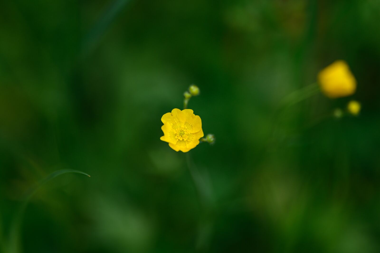 Nikon Z6 sample photo. Flower, garden, nature photography