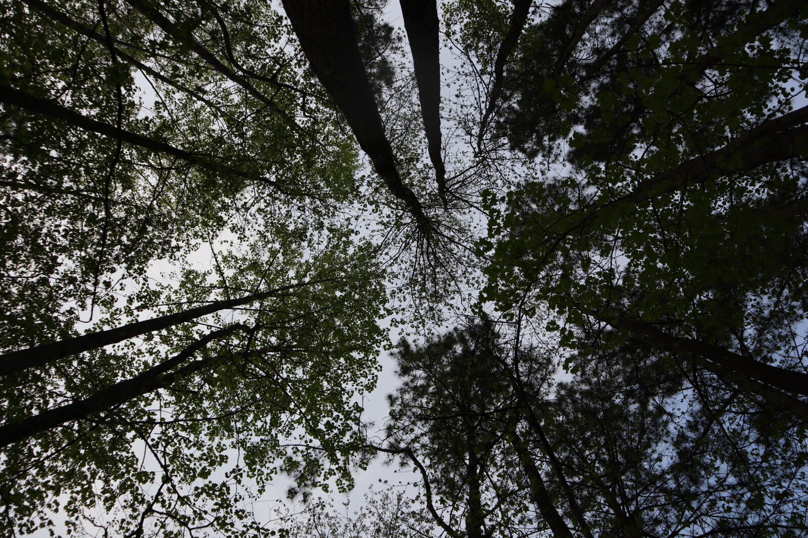 Canon EF-M 15-45mm F3.5-6.3 IS STM sample photo. Tree, top, nature photography