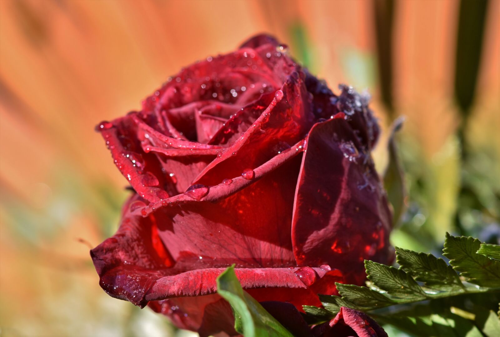 Nikon D7200 sample photo. Rose, rose bloom, blossom photography