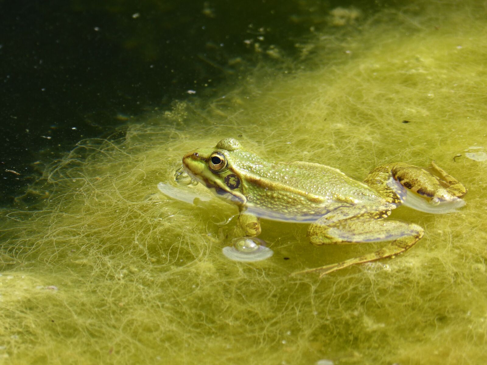Panasonic DMC-FZ62 sample photo. Frog, pond, algae photography