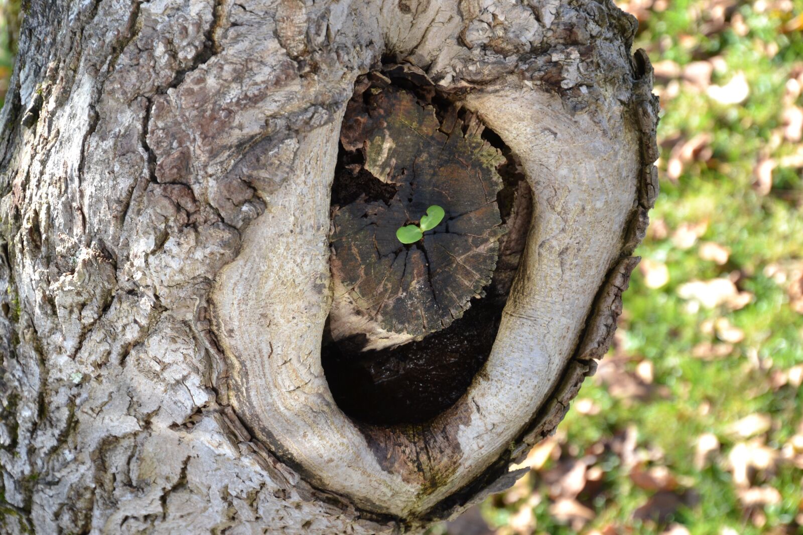 Nikon D3100 sample photo. Tree, old, new photography