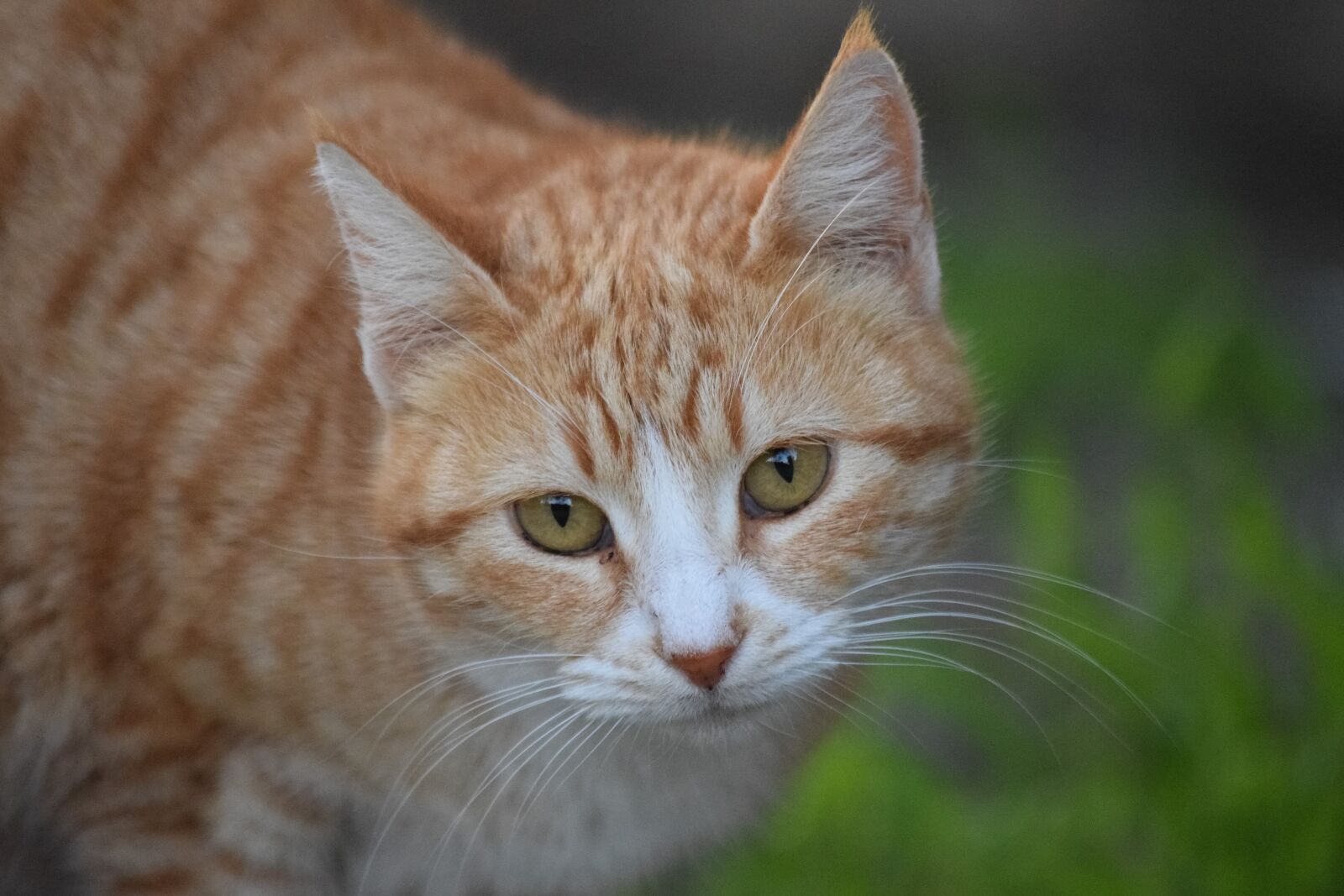 Nikon D3300 sample photo. Cat, cute, animal photography