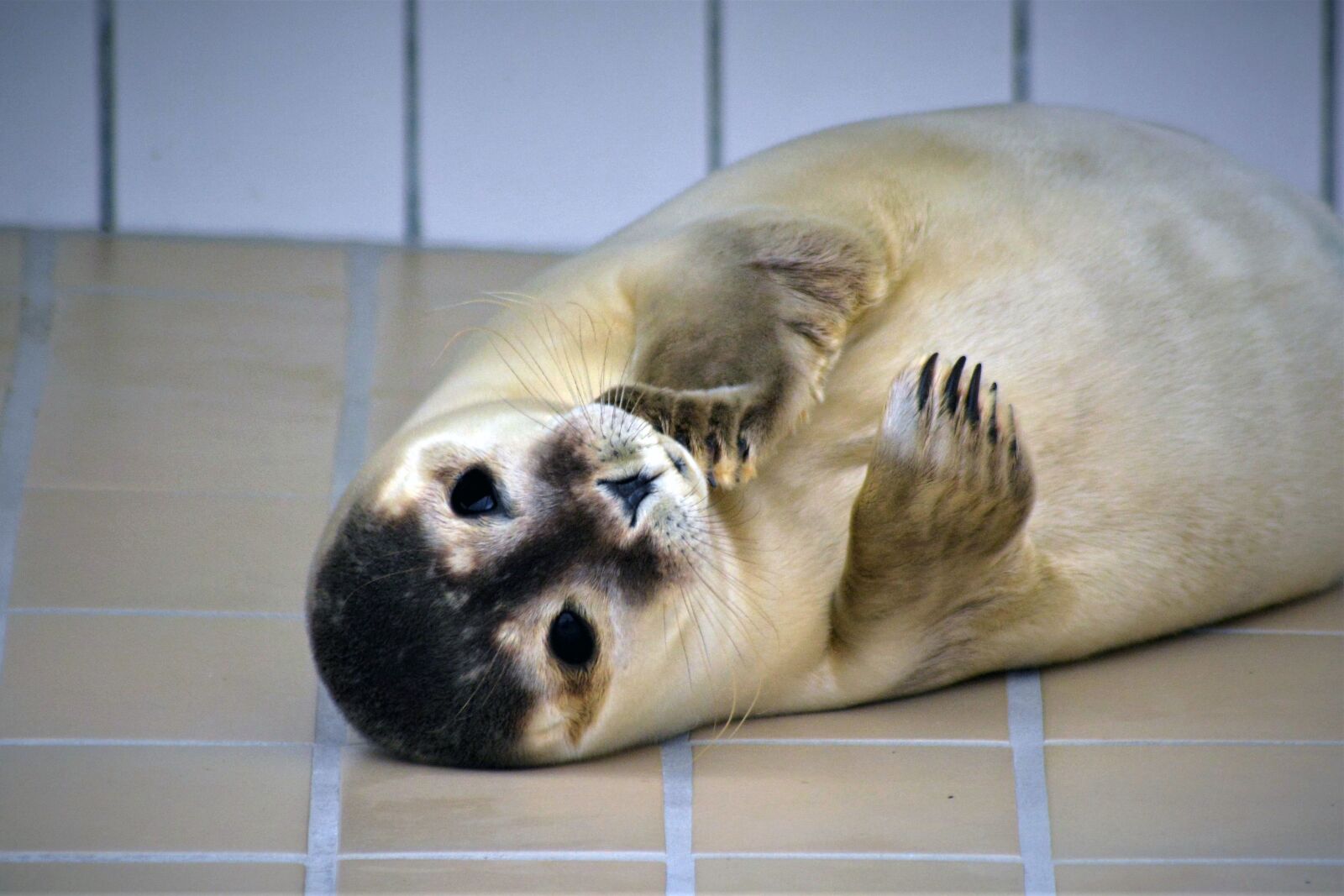 Nikon D5200 sample photo. Robbe, seal, howler photography