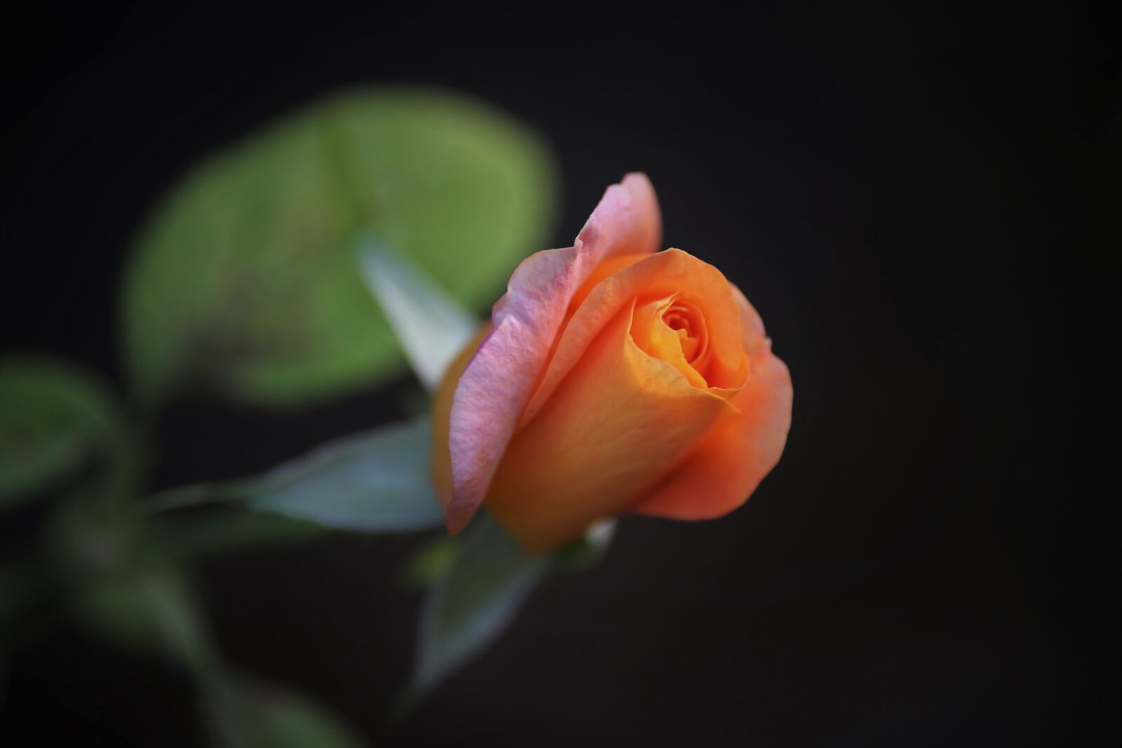 Canon EOS 6D sample photo. Gold medal rose, bud photography