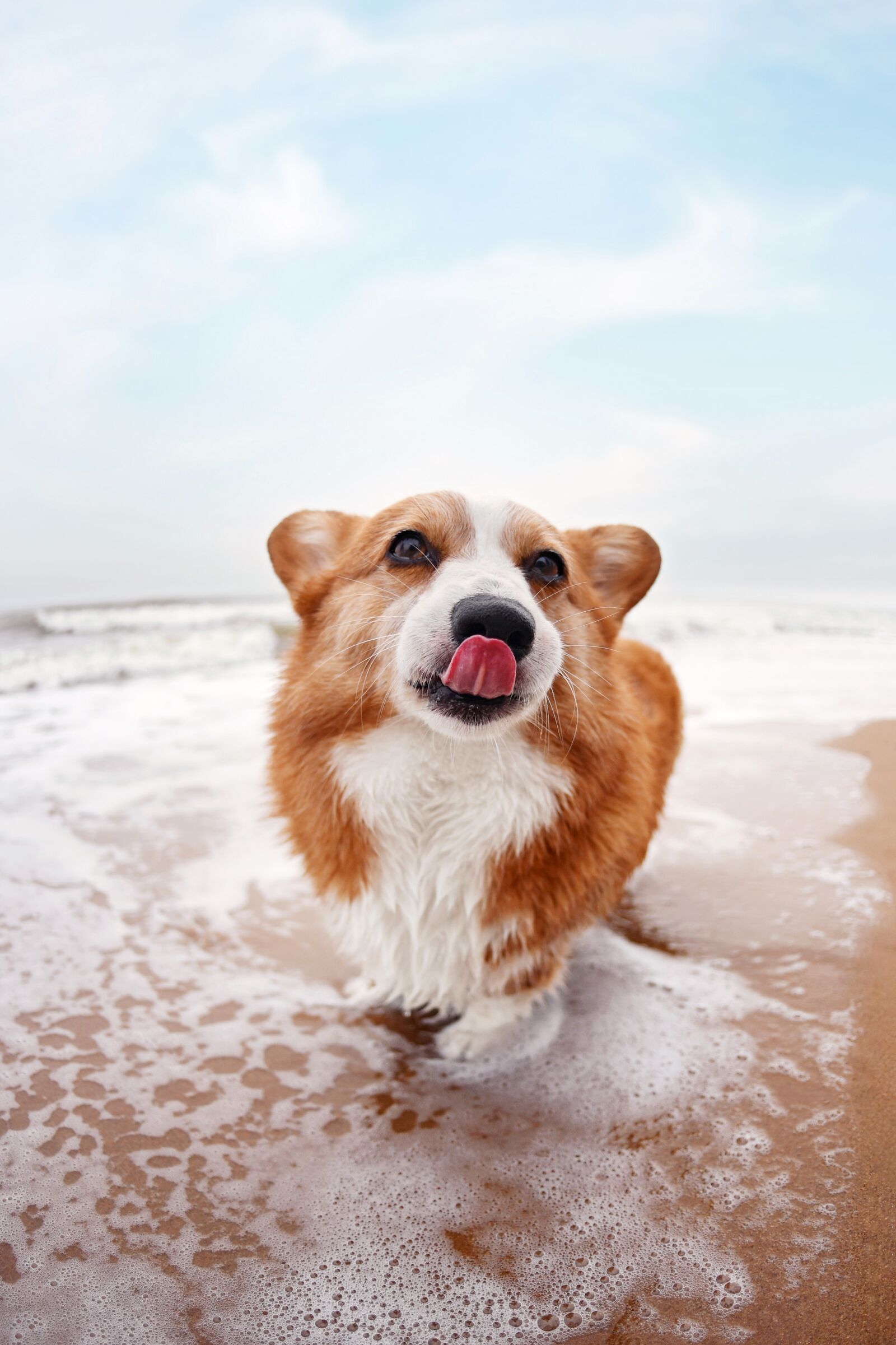 Nikon D5 sample photo. Pets, dog, corgi photography