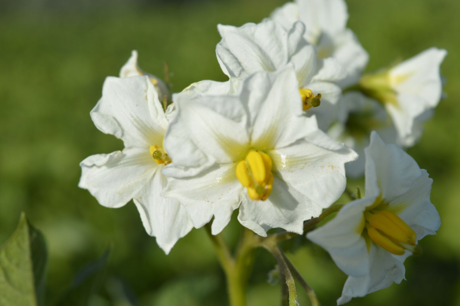 Nikon D3200 sample photo. White, flower, petals photography
