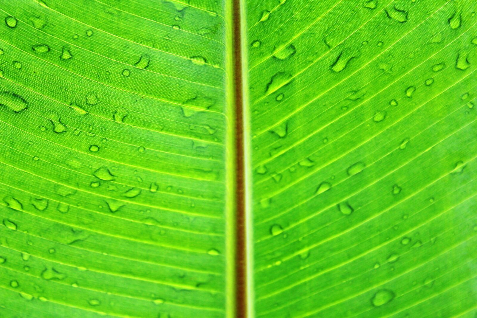 Canon EOS 650D (EOS Rebel T4i / EOS Kiss X6i) sample photo. Banana, beautiful, botany, chlorophyll photography
