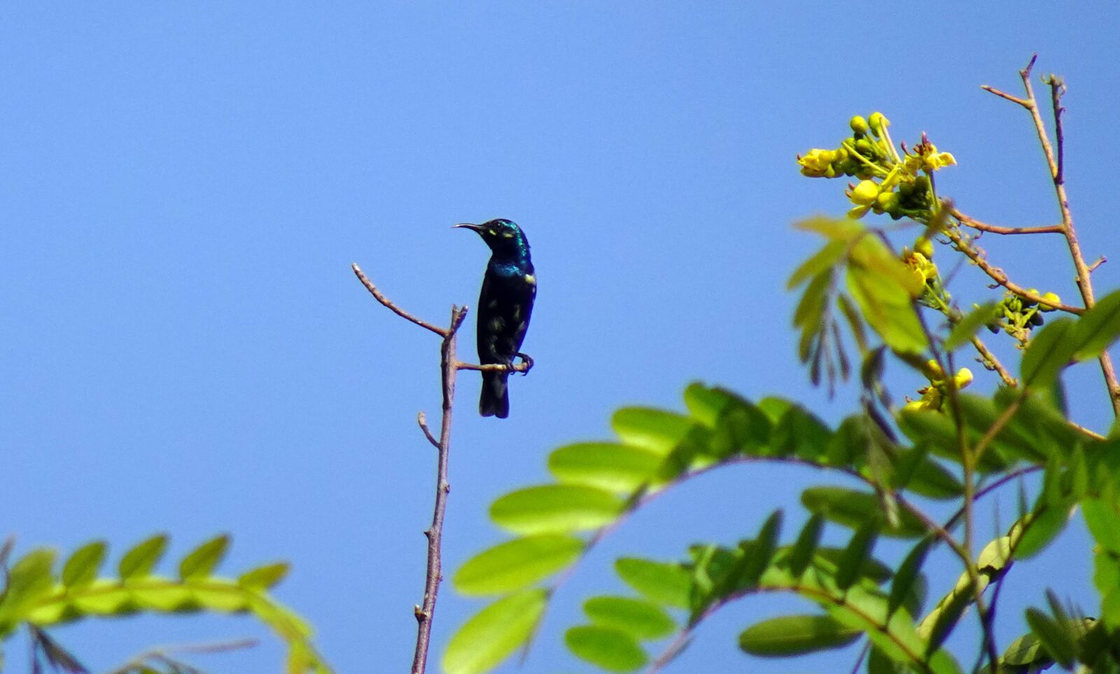 Sony DSC-WX800 sample photo. Bird, purple sunbird, cinnyris photography