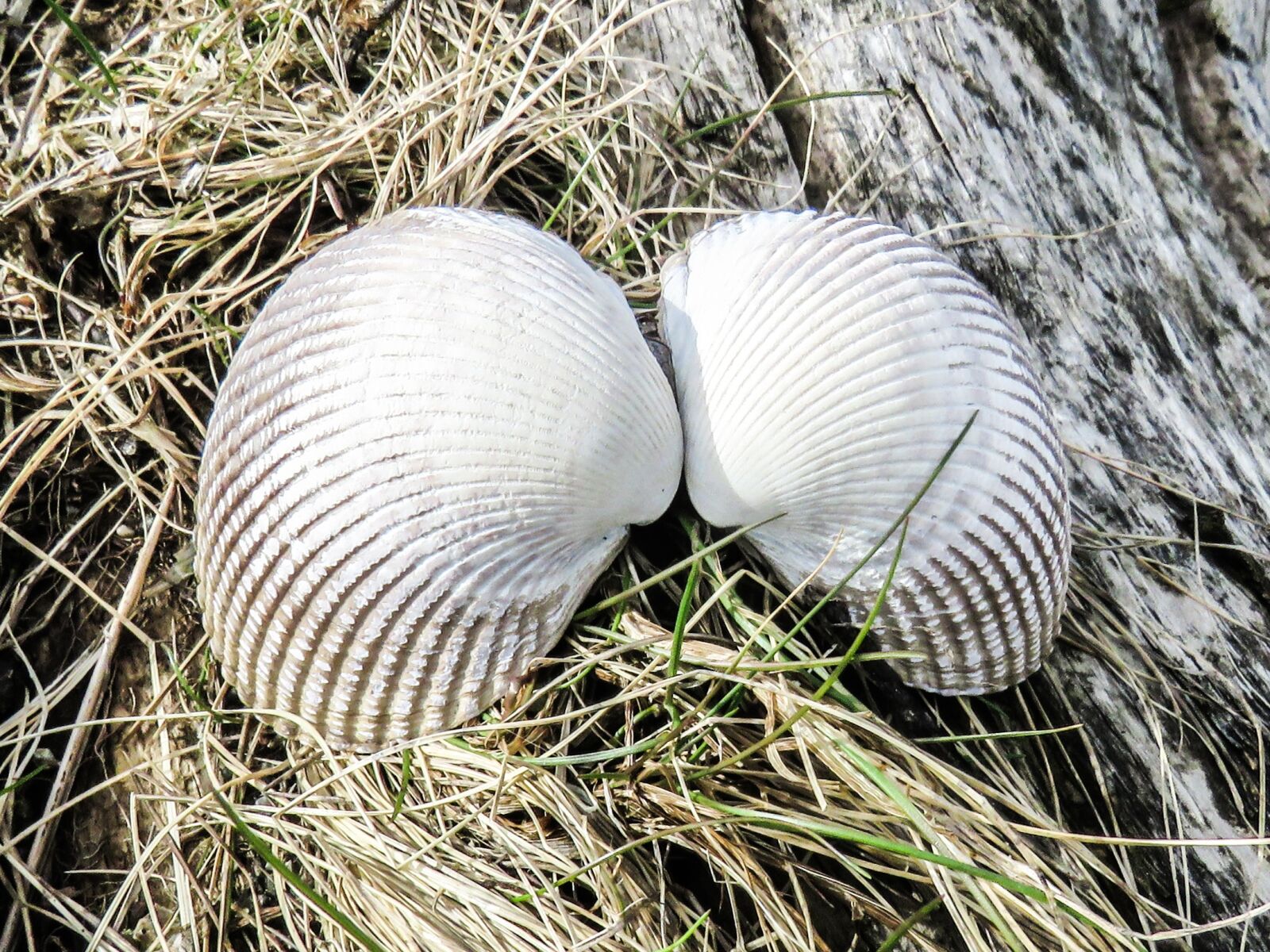 Canon PowerShot SX60 HS sample photo. Shells, nature, angel wings photography