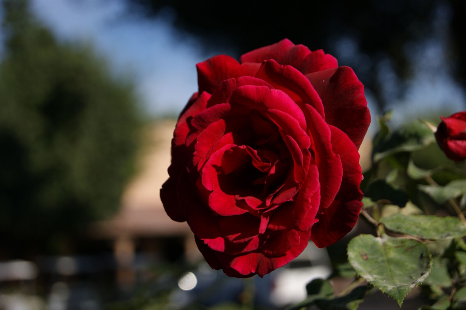 Sony Alpha DSLR-A380 sample photo. Floral, roses, color photography