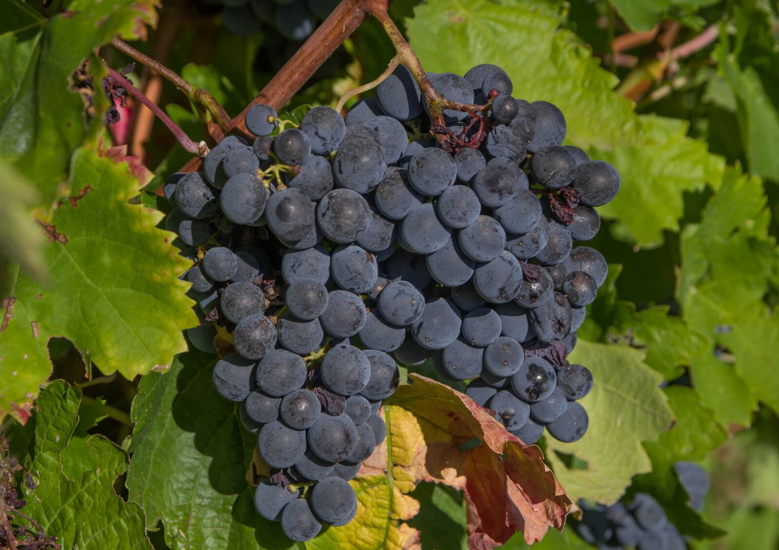 Pentax KP sample photo. Grapes, clusters, vine photography