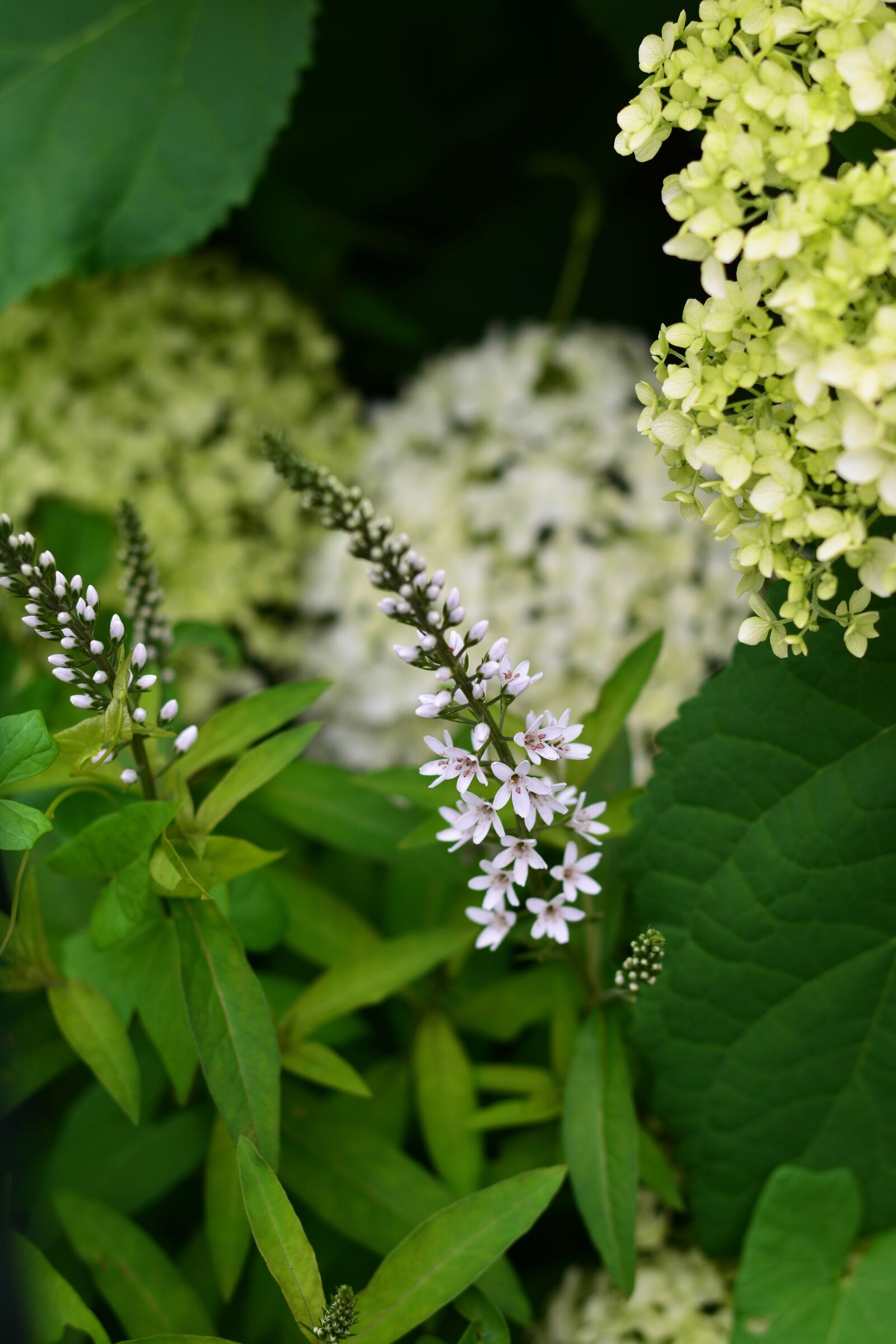 Nikon D5200 sample photo. Schneef elbe rich, flower photography