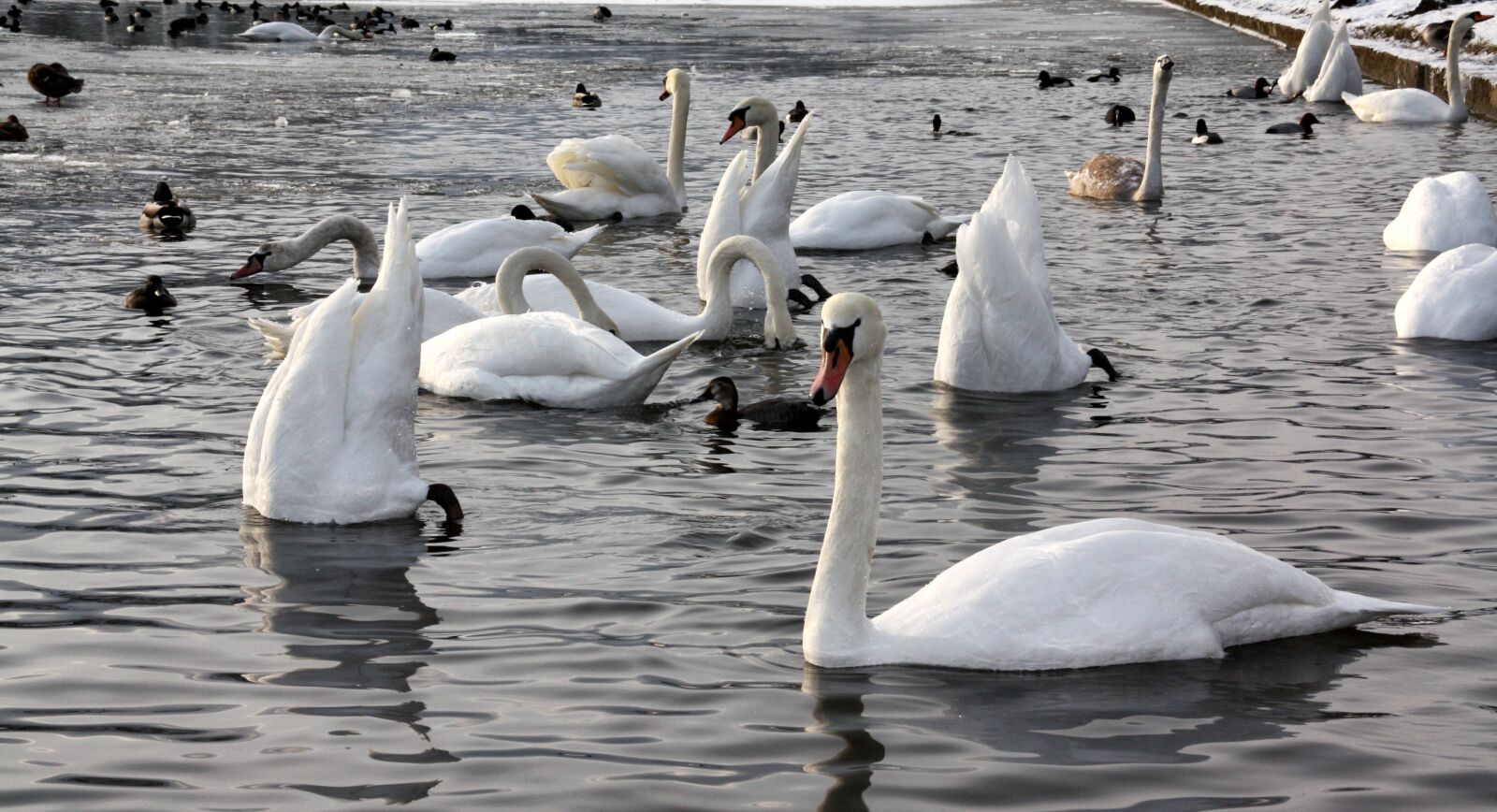Canon EOS 450D (EOS Rebel XSi / EOS Kiss X2) sample photo. Swan, waters, bird photography