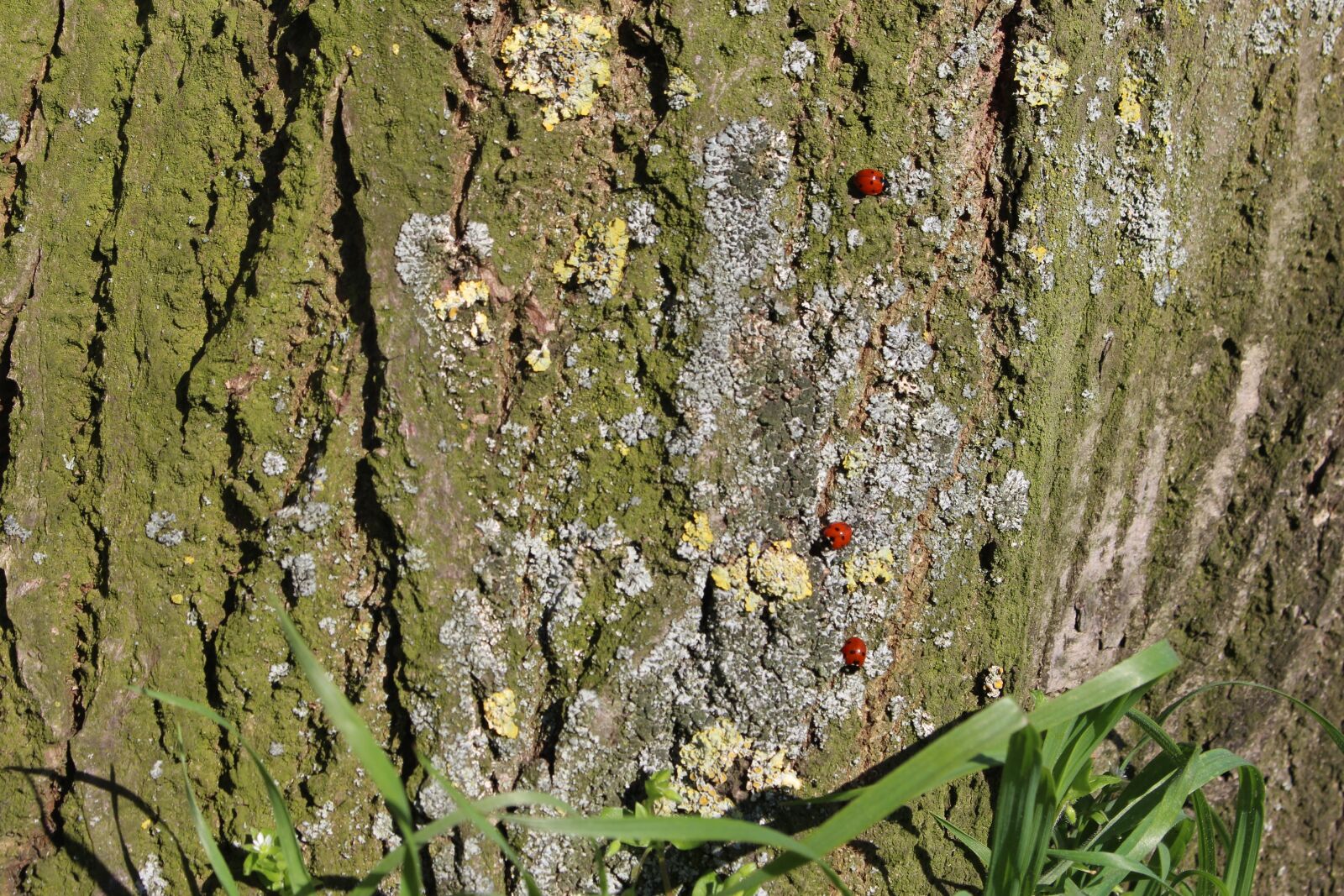 Canon EOS 700D (EOS Rebel T5i / EOS Kiss X7i) sample photo. Ladybugs, tree, spring photography