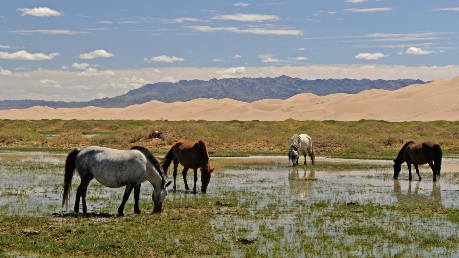 Nikon D300 sample photo. Mongolia, horses, landscape photography