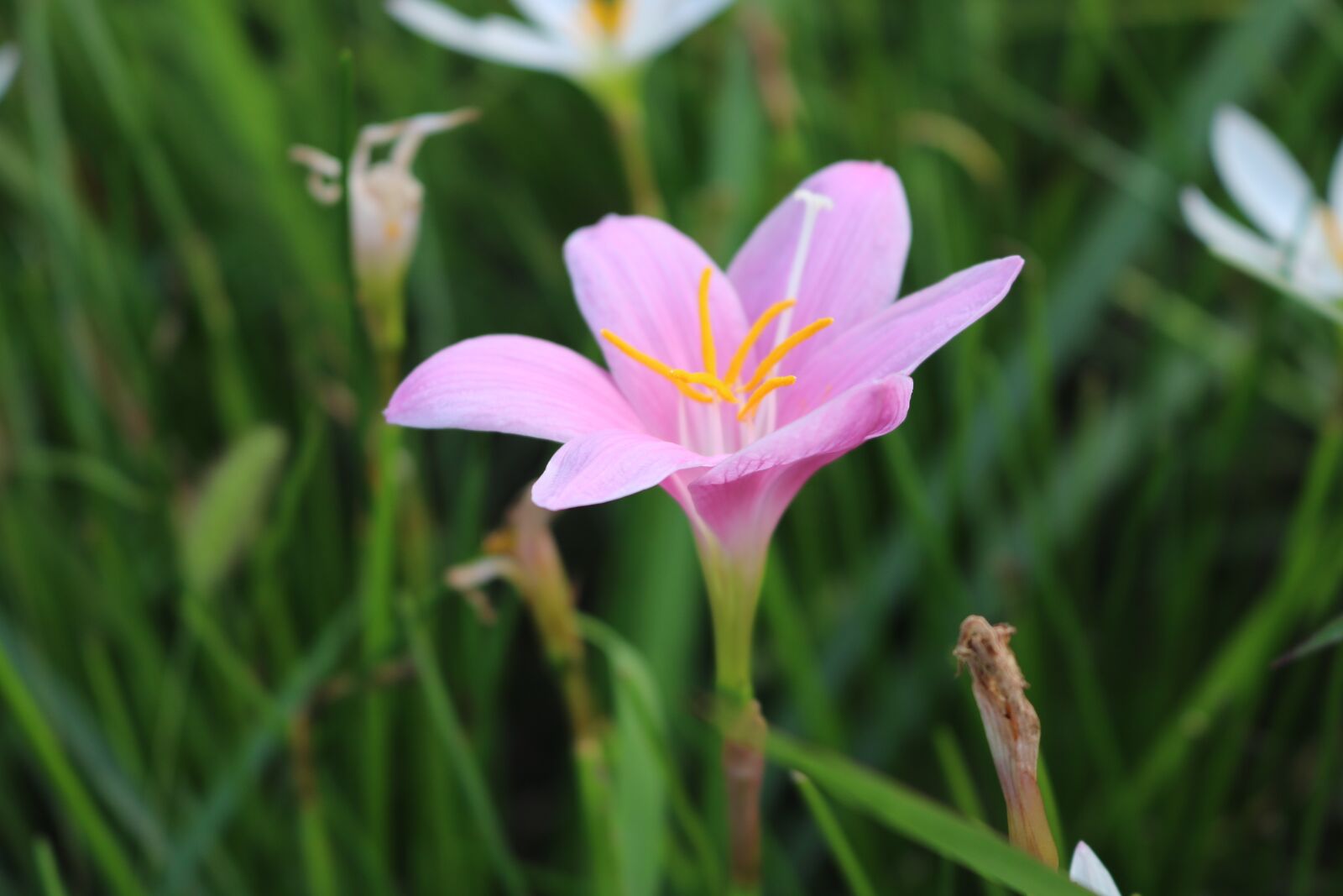 Canon EOS 750D (EOS Rebel T6i / EOS Kiss X8i) sample photo. Flowers, simple and elegant photography