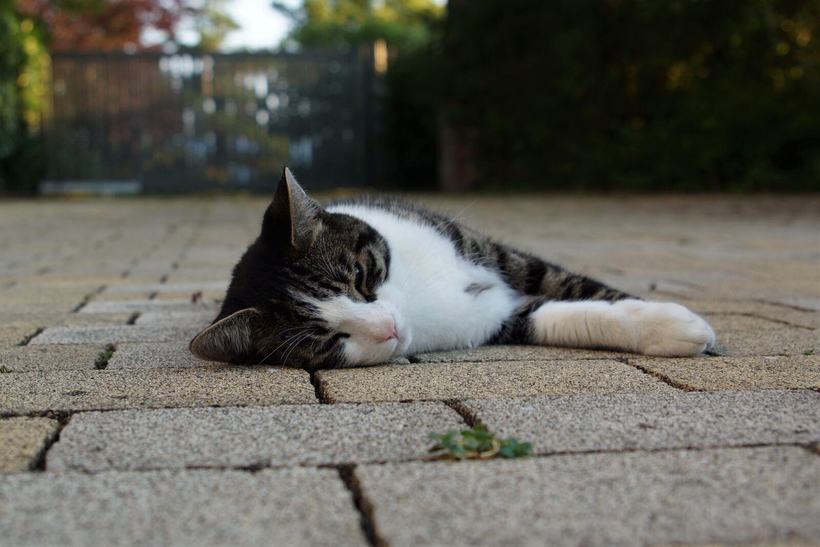 Sony SLT-A65 (SLT-A65V) + 24-70mm F2.8 sample photo. Cat, concerns, lazy photography