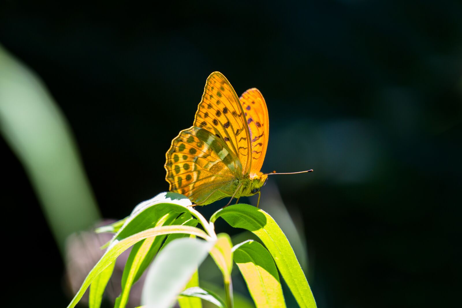 Canon EF 70-200mm F4L USM sample photo. Butterfly, fritillary, drexel photography