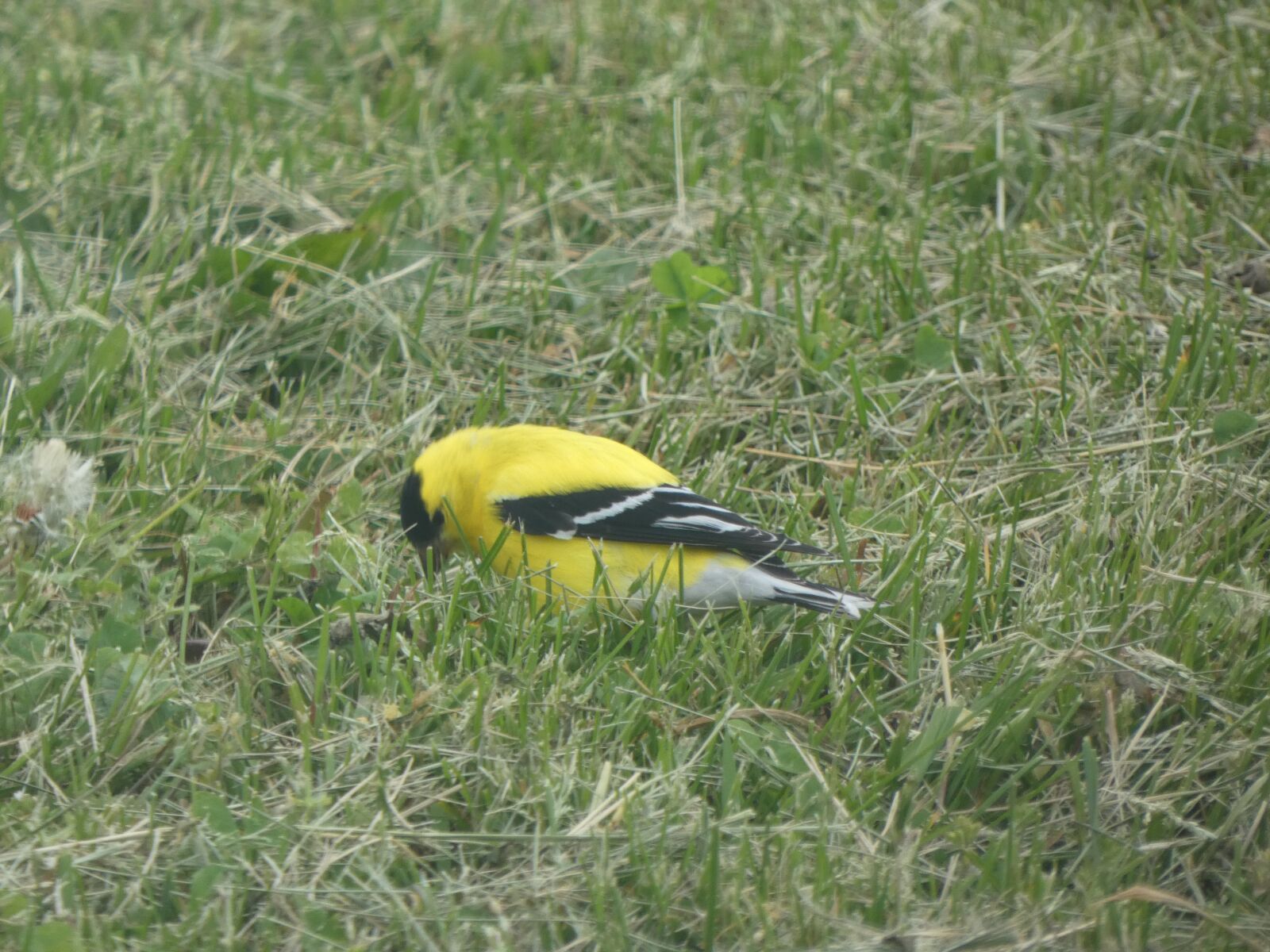 Panasonic DC-FZ80 sample photo. Dandelion, goldfinch, bird photography