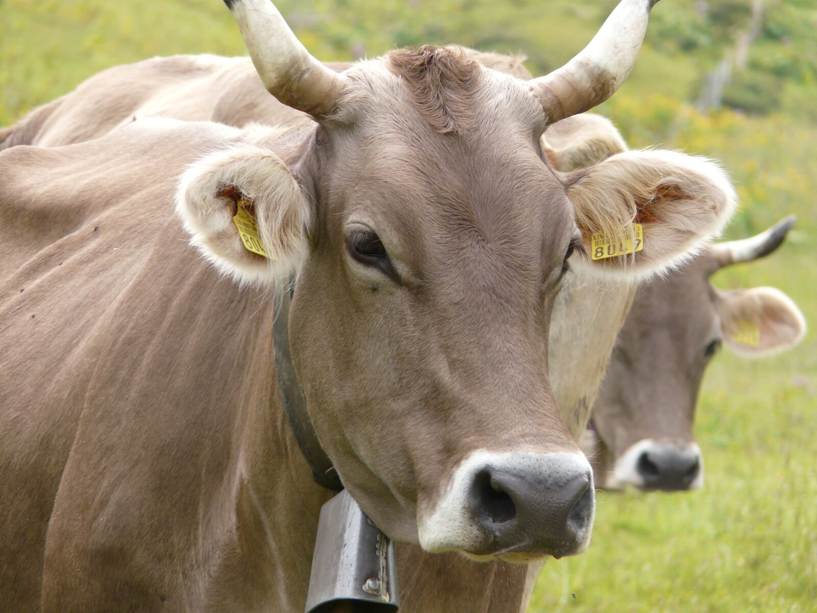 Panasonic DMC-FZ18 sample photo. Cows, pastures, mountains photography