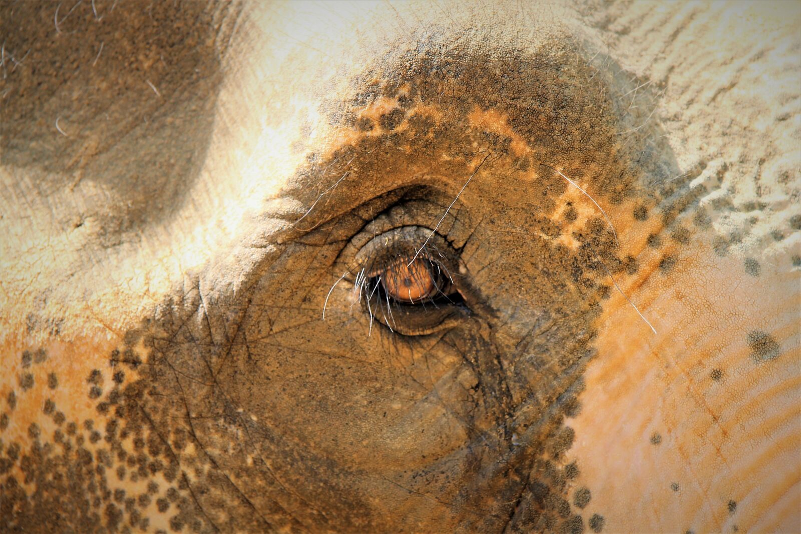 Canon EF-S 17-85mm F4-5.6 IS USM sample photo. Elephant, elephant eye, sad photography