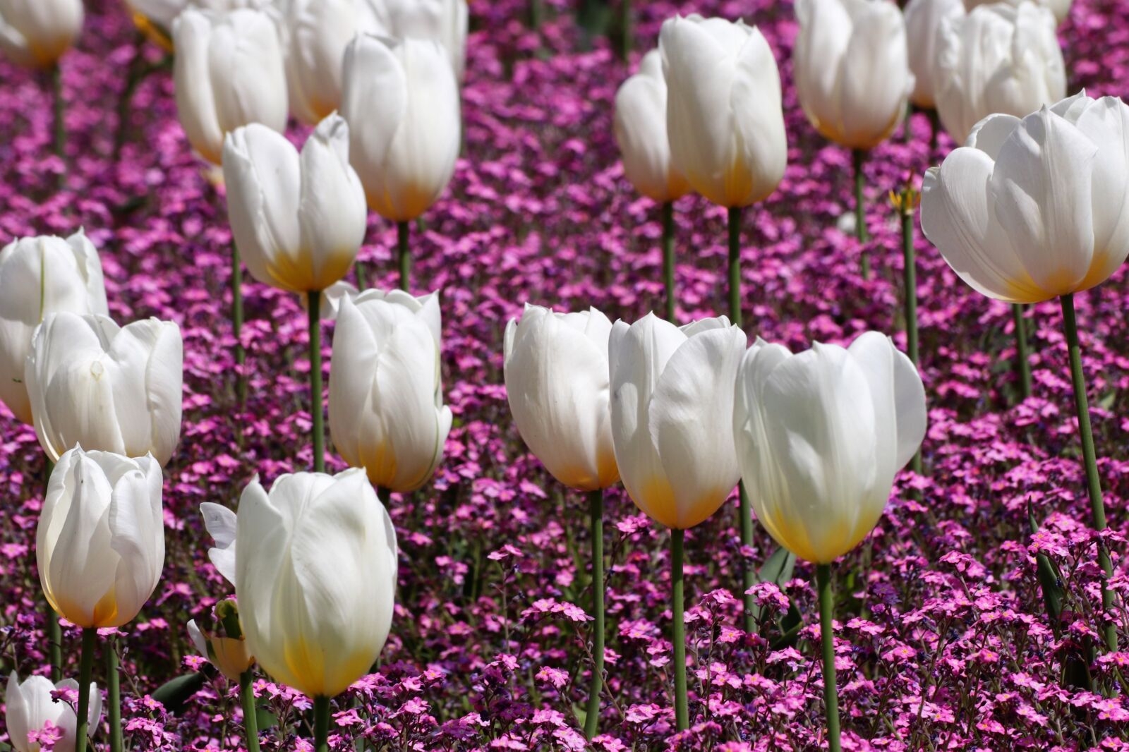Canon EOS 200D (EOS Rebel SL2 / EOS Kiss X9) sample photo. Spring, white tulips, pink photography
