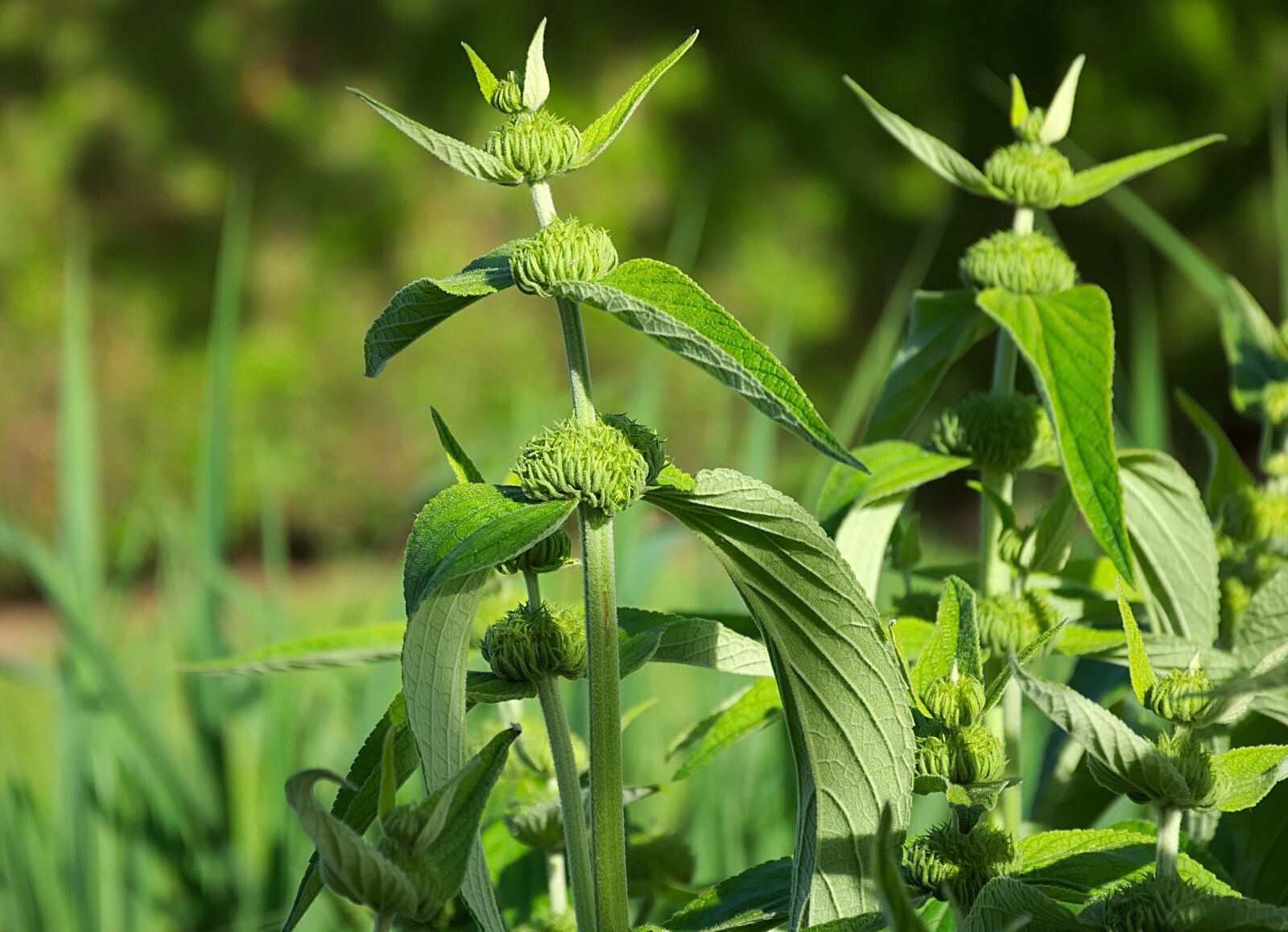 Nikon D7200 sample photo. Fire herb, phlomis russeliana photography