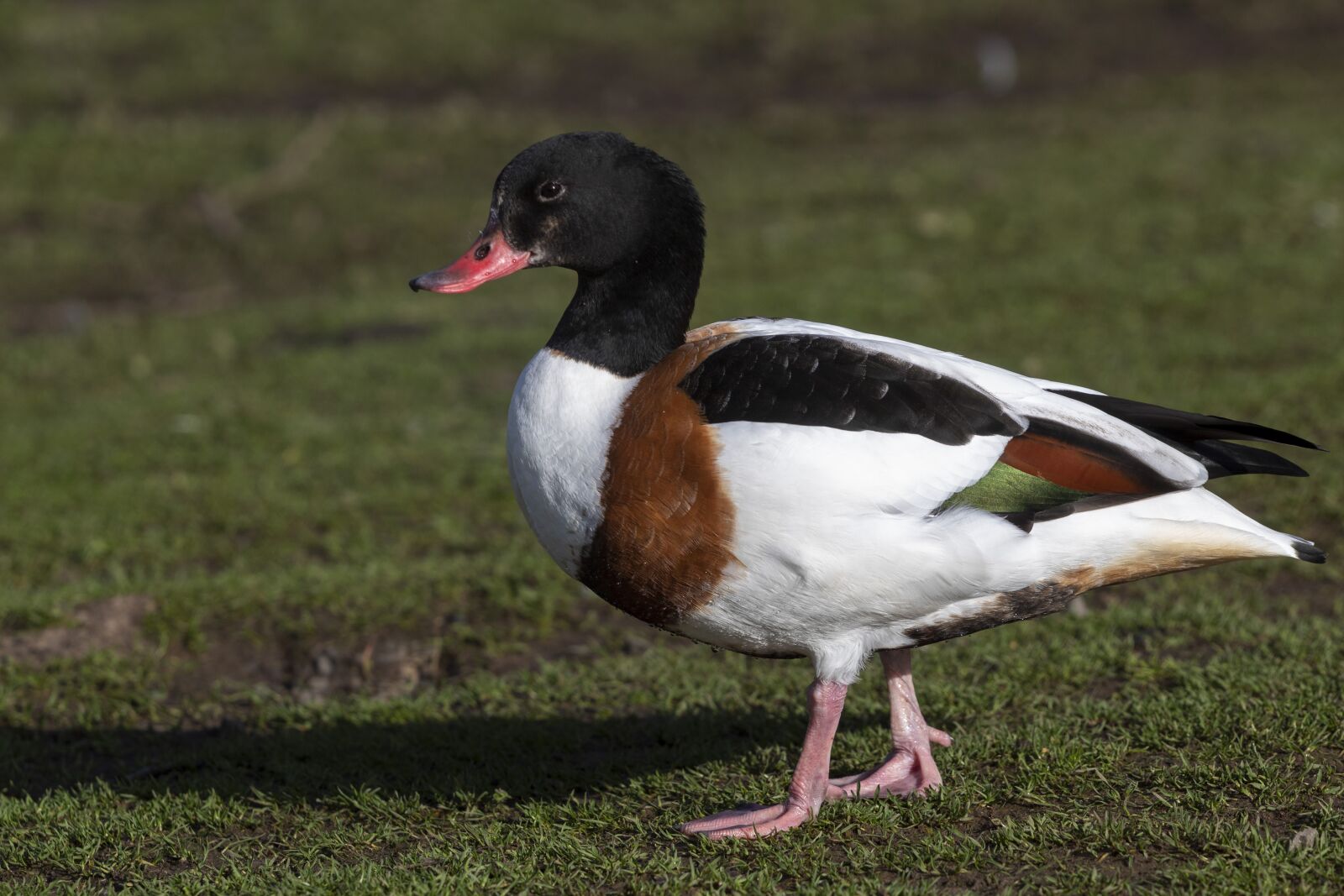 Canon EF 70-200mm F4L USM sample photo. Duck, walking, bird photography