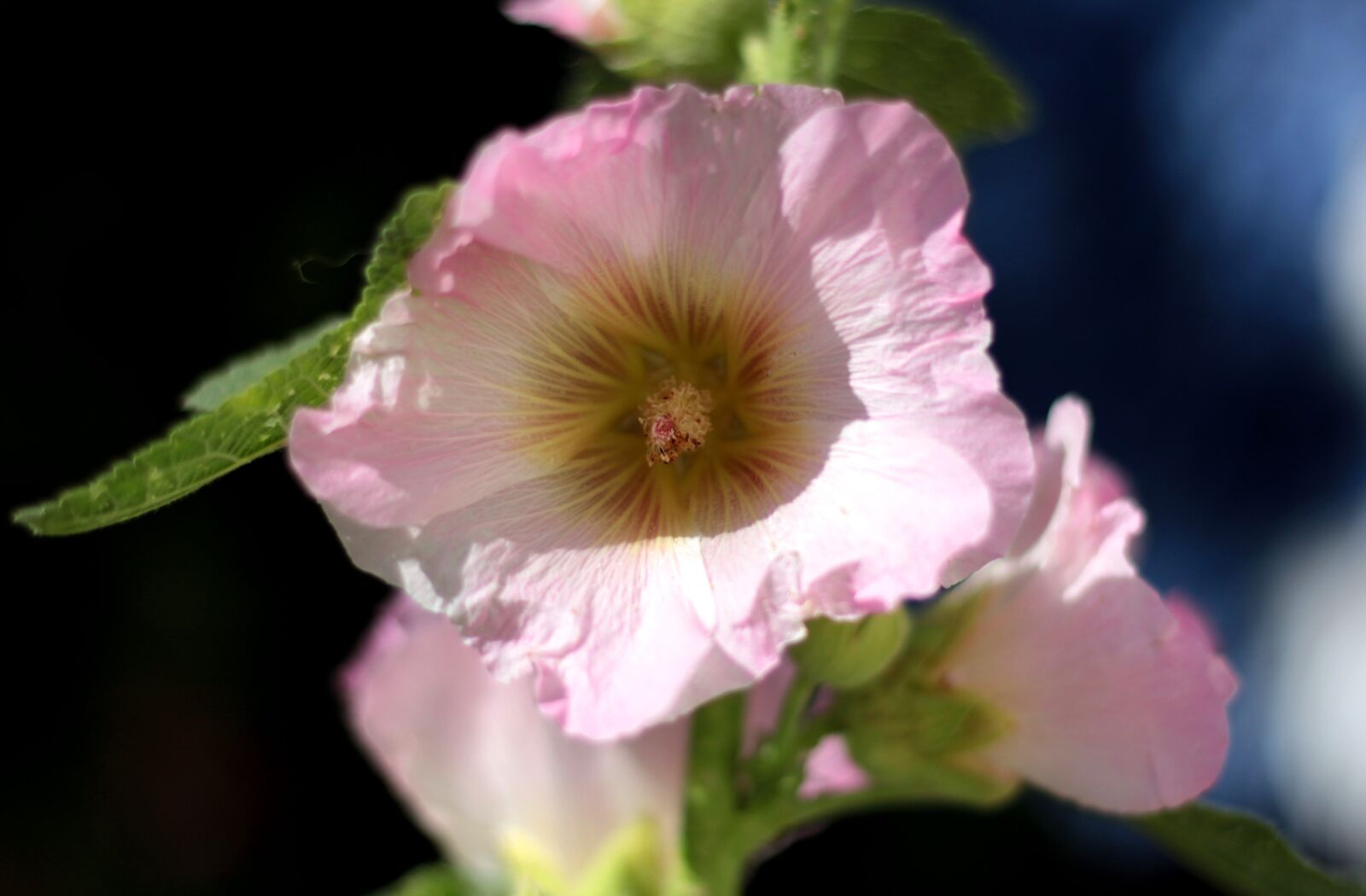 Canon EOS 600D (Rebel EOS T3i / EOS Kiss X5) sample photo. Alcea, hollyhock, pink photography
