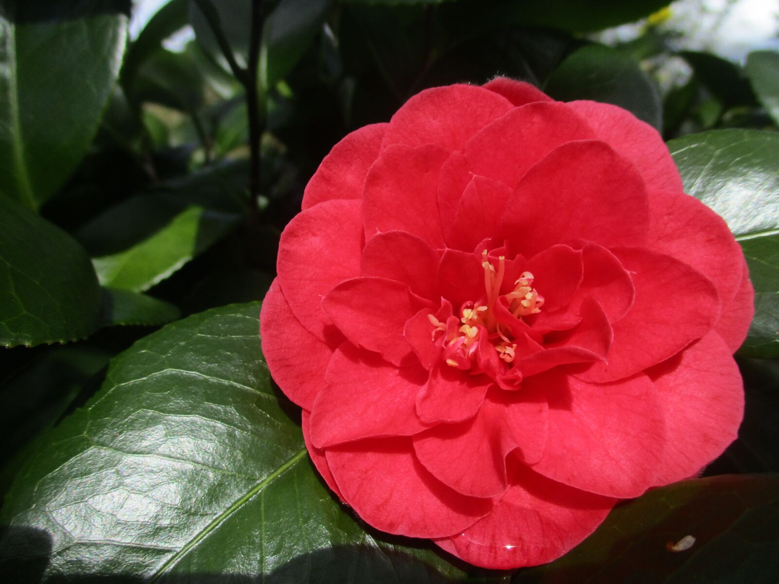 Canon PowerShot ELPH 160 (IXUS 160 / IXY 150) sample photo. Camellia, flower, red photography
