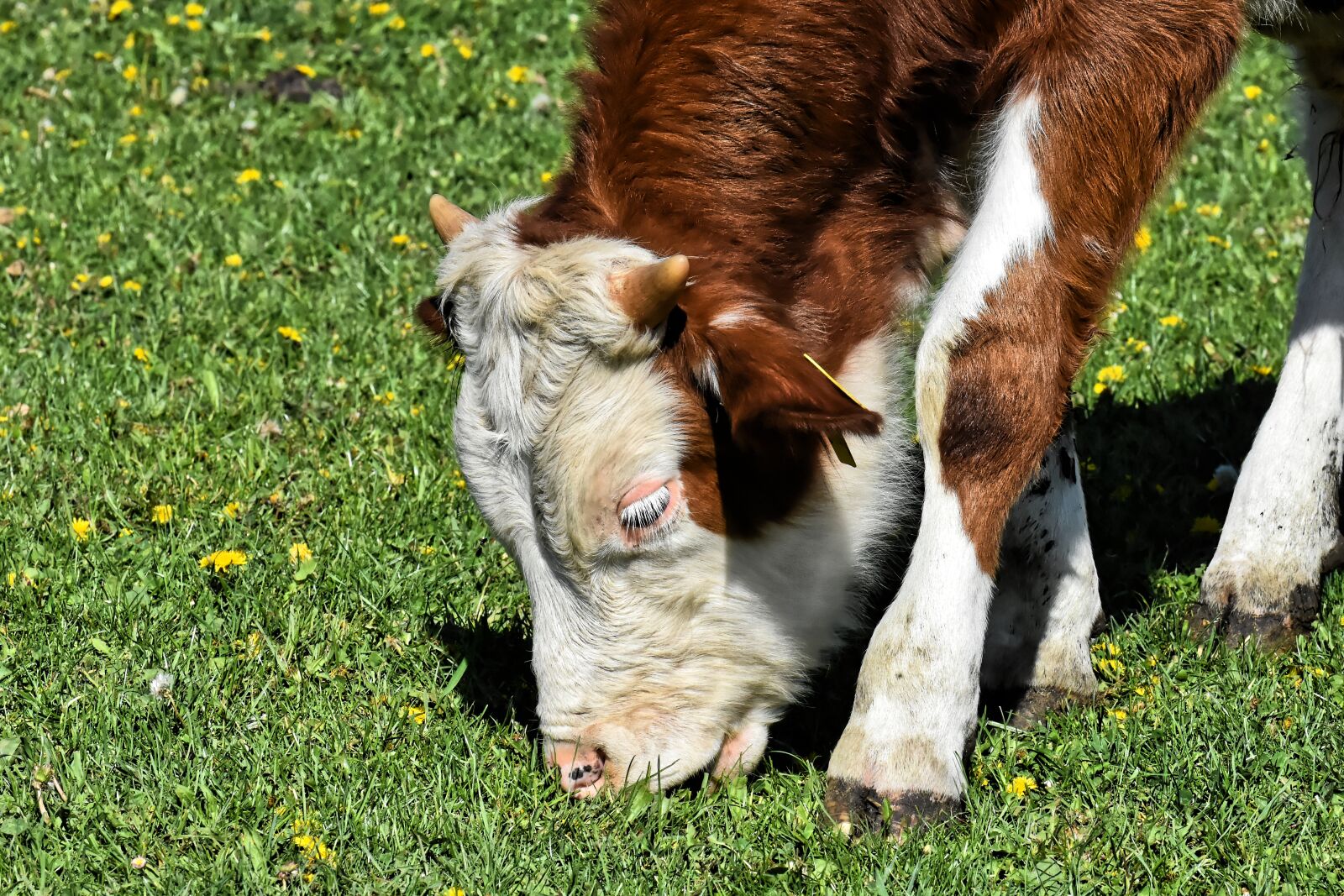 Nikon D7200 sample photo. Cow, calf, cute photography