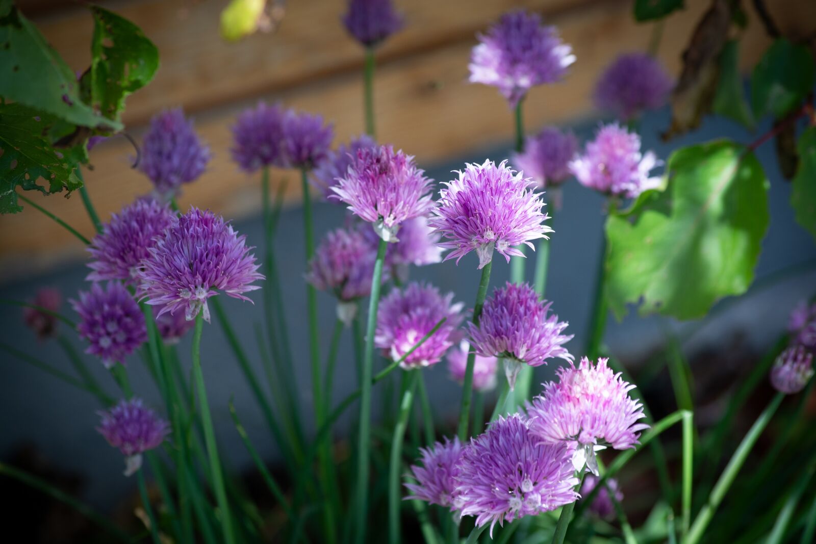 Nikon D7100 sample photo. Chives, flowers, garden photography