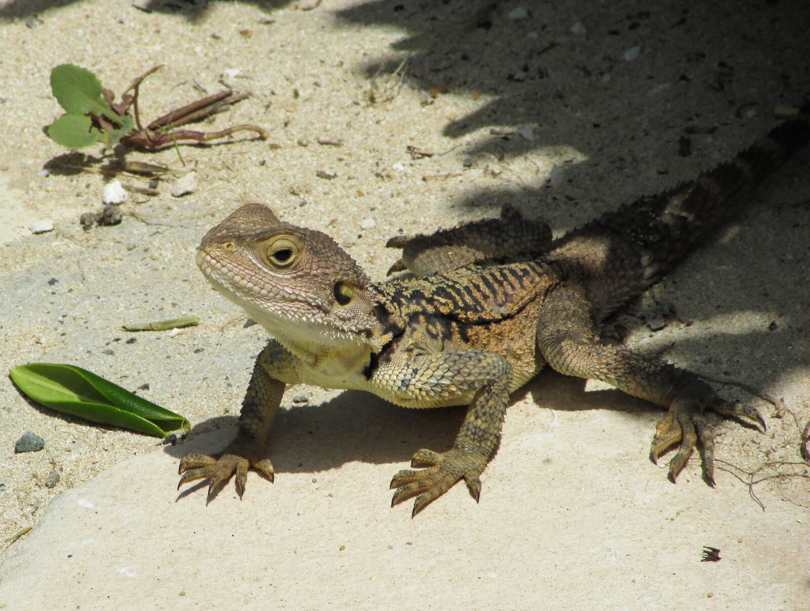 Canon PowerShot SX400 IS sample photo. Cyprus, lizard, kurkutas photography