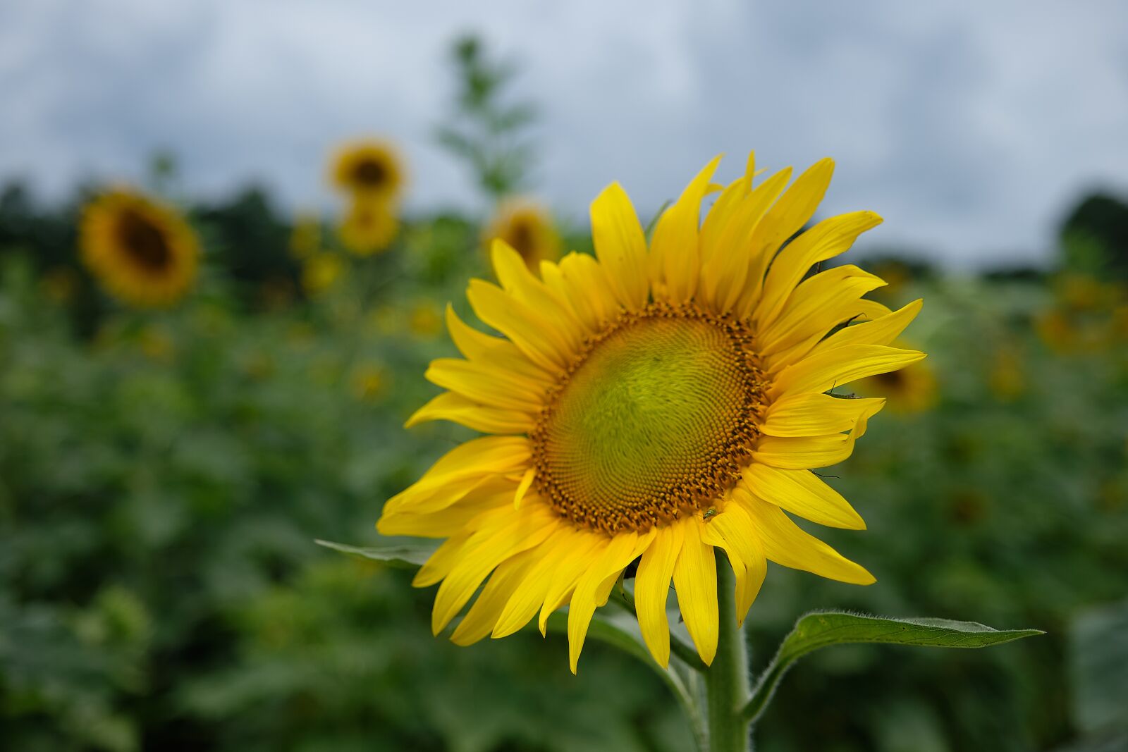 Fujifilm X-H1 sample photo. Sunflower, sunflowers, flower photography