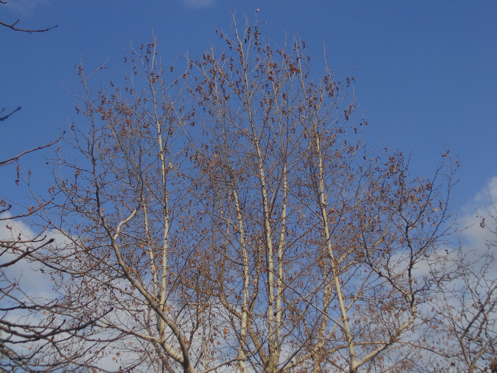 Sony DSC-H100 sample photo