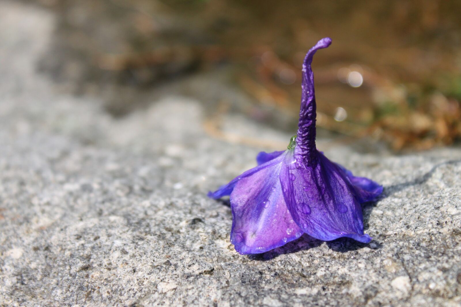 Canon EOS 500D (EOS Rebel T1i / EOS Kiss X3) sample photo. Flower, bellflower, blossom photography