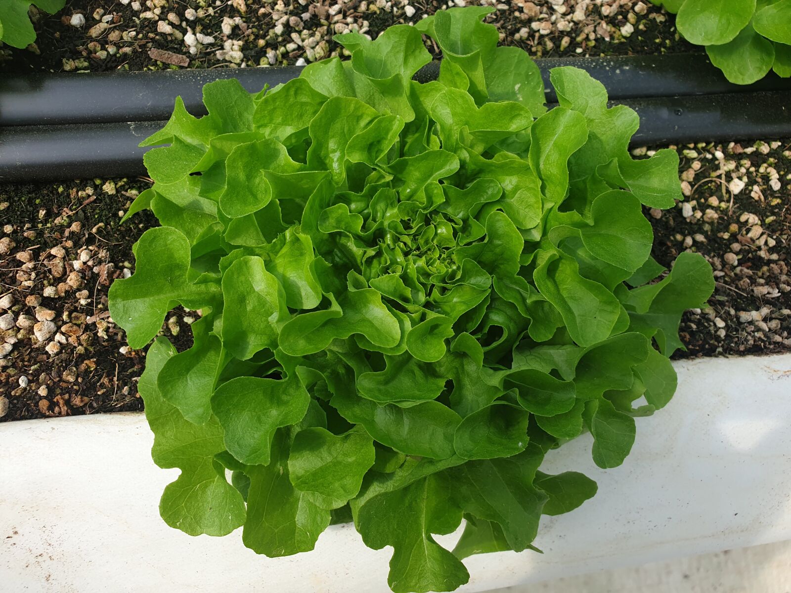 Samsung Galaxy S9 sample photo. European lettuce, lettuce, nft photography