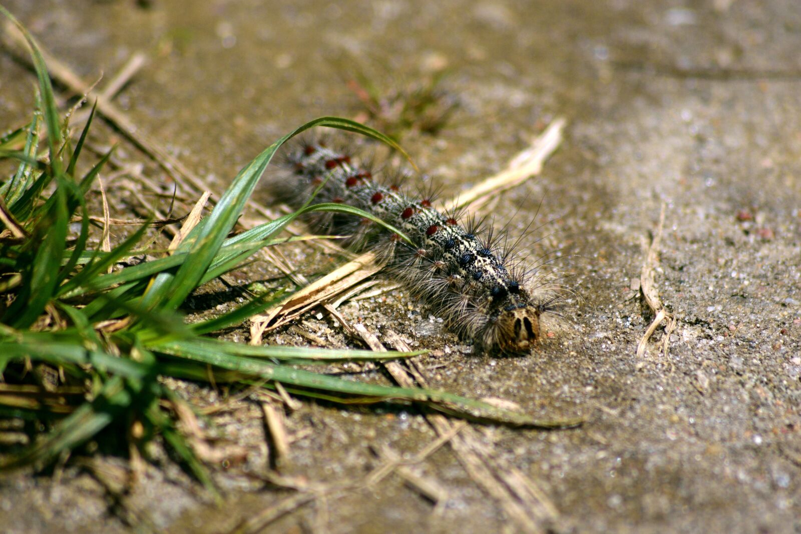Nikon D3300 sample photo. Caterpillar, nature, macro photography