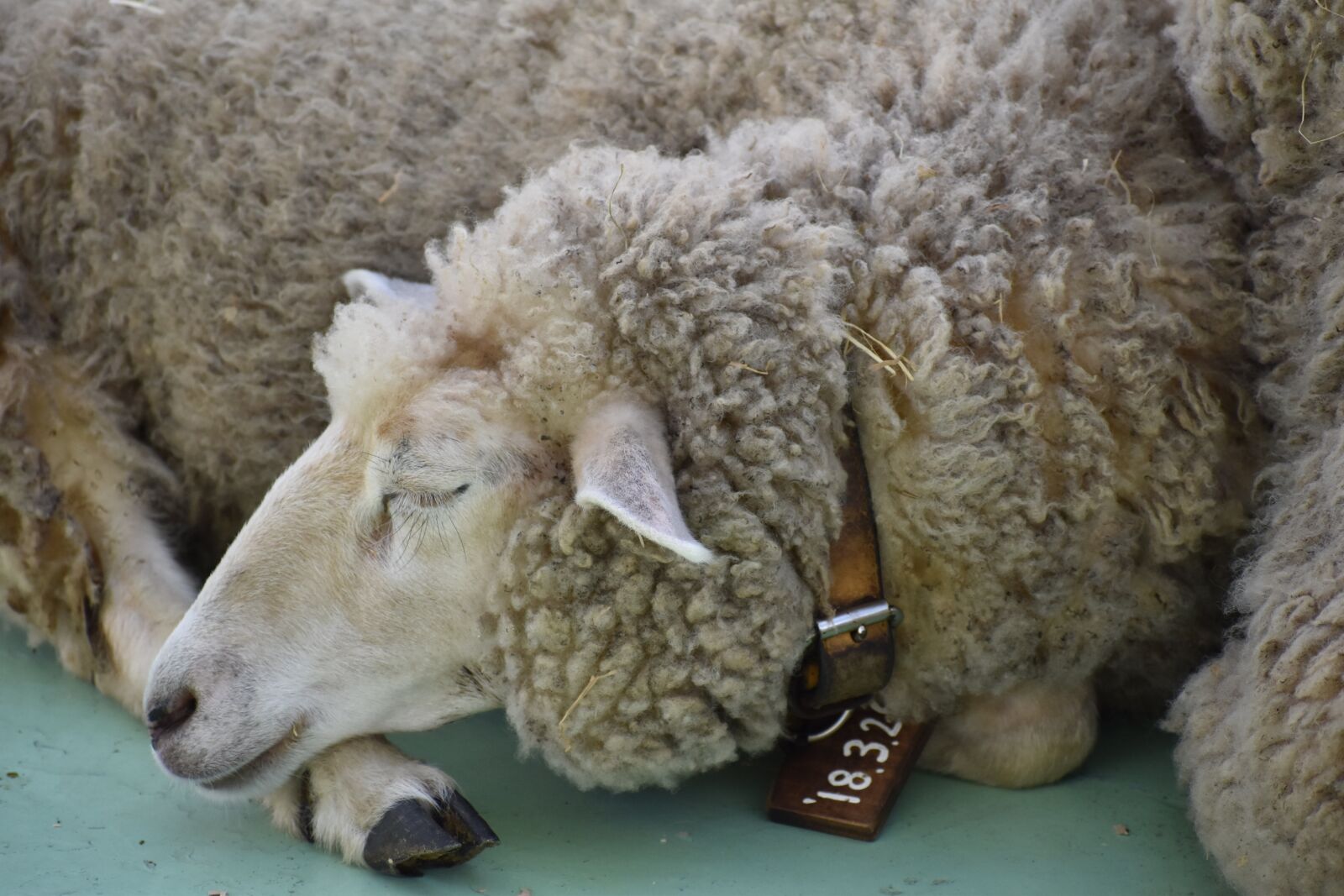Nikon D5600 sample photo. Sheep, animal, zoo photography
